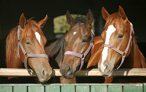 three mustang horses in a stable